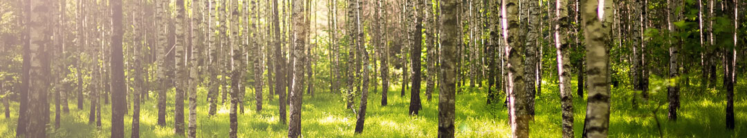 ¿Por qué el proyecto Life Token CO₂ es esencial para mitigar el cambio climático?