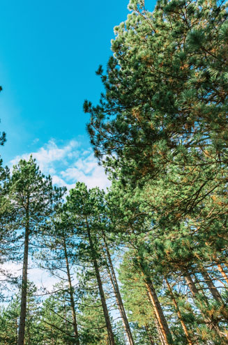 ¿Por qué el proyecto Life Token CO₂ es esencial para mitigar el cambio climático?